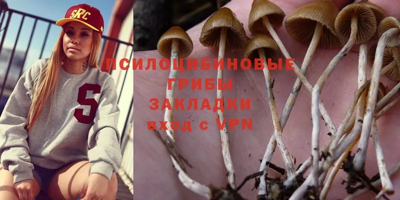 Псилоцибиновые грибы Cubensis  Артёмовский 